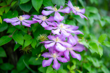 葉の中に咲く紫のクレマチスの群れ