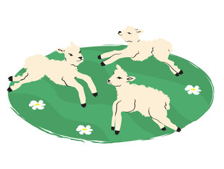 Lambs, farm animals jumping in green field. Woolly livestock, rural country fauna, ewes herd in summer countryside, eating grass. Flat graphic vector illustration isolated on white backgroun