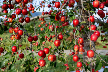 Delicious apple varieties Alpine Maiden in the orchard.