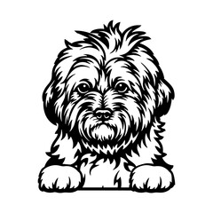 Goldendoodle Dog - Peeking Dog Breed - Pet Dog Vector Portrait, Dog Silhouette Stencil