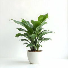Peace Lily in Pot Elegant Indoor Plant Lush Green Foliage
