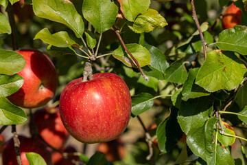Delicious apple variety Shinano Sweet from the orchard.