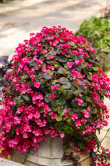 Exotic and beautiful begonia flowers blooming in the garden.