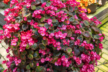 Fototapeta premium Exotic and beautiful begonia flowers blooming in the garden.