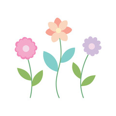 pink flowers on white background