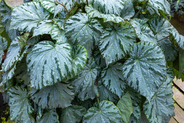 Exotic and beautiful begonia leaves in the garden.