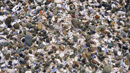 Colorful collection of shells and stones scattered on the beach at low tide during daylight hours