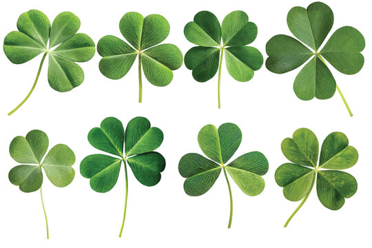 Four-Leaf Clovers: Row of Lucky Green Plants