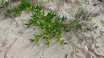 Carpet of Plants, Carpobrot Edulis.Vibrant green coastal vegetation growing in sandy environment with seashells and dry grass during daylight