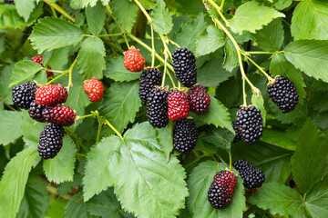 Delicious blackberries in the garden beginning to ripen.