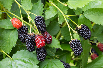 Delicious blackberries in the garden beginning to ripen.