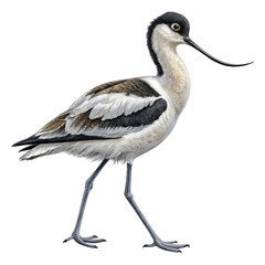 Avocet Shorebird Standing
