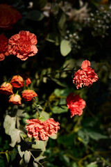 Close-Up of Red Dianthus Flowers in Garden