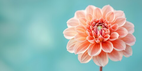 Fototapeta premium A Stunning Peach Dahlia Flower Close Up Shot Against a Soft Teal Background