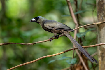 Racket-tailed Treepie - Crypsirina temia, beautiful colored crow family member native to forests of Southeast Asia, Vietnam.