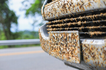 Close-up of dead insects stuck on a car’s front grille, highlighting the need for regular vehicle maintenance. Represents the challenges of cleaning and protecting your car after long drives.
