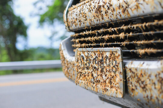 Close-up of dead insects stuck on a car&rsquo;s front grille, highlighting the need for regular vehicle maintenance. Represents the challenges of cleaning and protecting your car after long drives.
