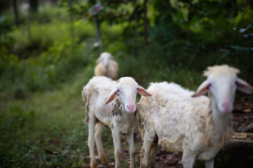 Obraz premium A small group of white sheep standing on a green grassy path in a rural outdoor setting, captured during daylight with shallow depth of field