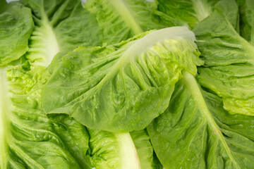 One romaine lettuce salad texture backgroound. Cos green leaves pattern, fresh romain salat