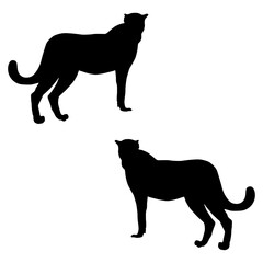 Cheetah silhouette, Double Cheetah set box icon, Cheetah illustration, silhouette, set icon, silhouette, Cheetah icon