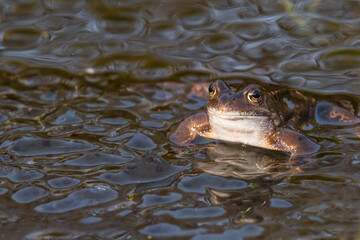 Common Frog, Rana temporaria, in a pond surrounded by frogspawn, Dumfries & Galloway, Scotland