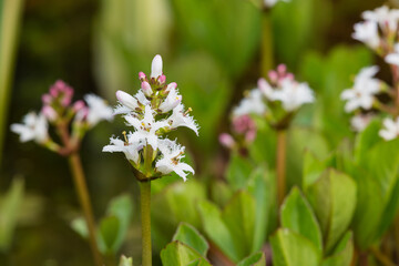 Fototapeta premium Bogbean, Menyanthes trifoliata, growing in a pond, Dumfries & Galloway, Scotland