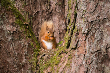 Red squirrel, Sciurus vulgaris, on a Scots Pine tree, Dumfries & Galloway, Scotland