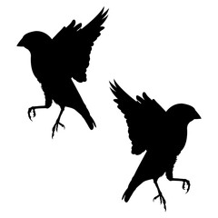 Birds silhouette, Double macaws set box icon, Birds illustration, silhouette, Robin set icon, silhouette, Birds icon