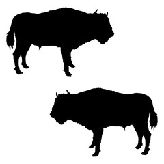 Bull silhouette, Double Bull set box icon, Bull buffalo illustration, silhouette, buffalo set icon, silhouette, buffalo icon
