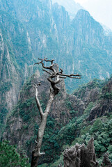 tree in the mountain