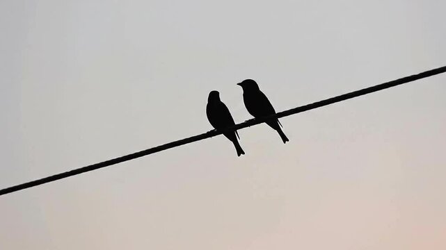 AI Generated image of Two birds silhouetted on a wire against a dusky sky at twilight