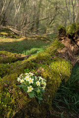 Primrose, Primula vulgaris, in woodland, Dumfries & Galloway, Scotland