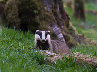 Badger, Meles meles, emerging from its sett in woodland, Dumfries & Galloway, Scotland