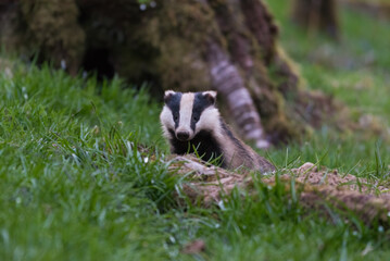 Badger, Meles meles, emerging from its sett in woodland, Dumfries & Galloway, Scotland © Quarterland Photos