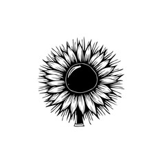 Elegant sunflower vector illustration in black and white for botanical designs