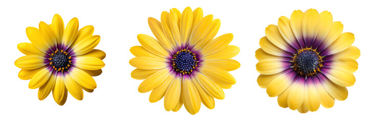 Obraz premium Three vibrant yellow daisy flowers with purple centers are displayed in a row, showcasing their symmetrical petals and vivid colors