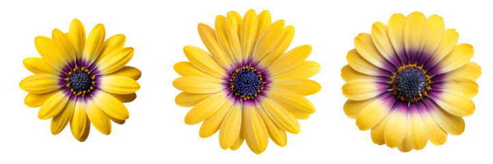 Three vibrant yellow daisy flowers with purple centers are displayed in a row, showcasing their symmetrical petals and vivid colors