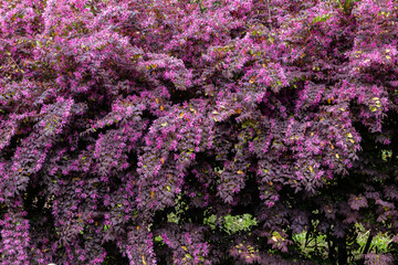 Chinese fringe bush that blooms many red flowers.