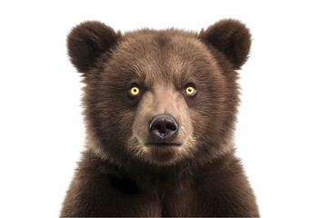 Grizzly Gaze A Brown Bears Intense Stare isolated on transparent baackground