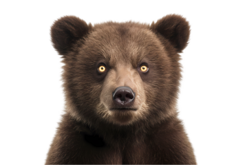 Grizzly Gaze A Brown Bears Intense Stare isolated on transparent baackground