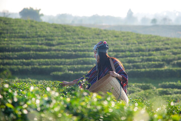 Asia worker farmer women were picking tea leaves for traditions in the sunrise morning at tea plantation nature. Lifestyle Concept