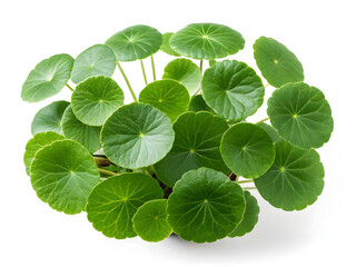 Centella Asiatica round green leaves isolated on a pure white background