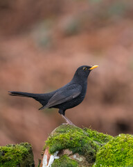 Male Common Blackbird, or Eurasian Blackbird, Turdus merula, Dumfries & Gallway, Scotland