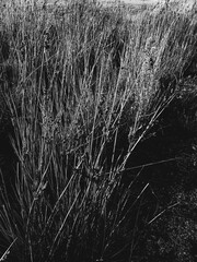 Grass reed