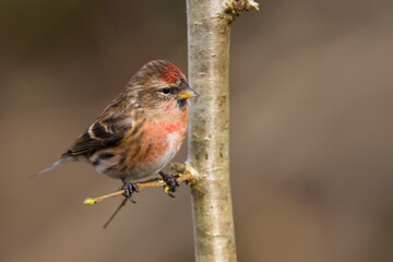 Lesser Redpoll, Acanthis cabaret, Dumfries & Galloway, Scotland