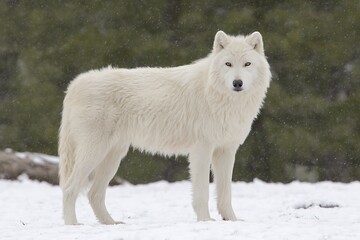Arctic wolf standing tall in snowfall