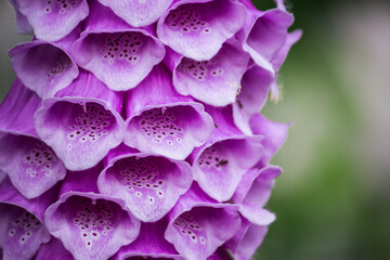 紫の花のクローズアップ