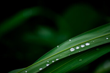 濡れたススキの葉