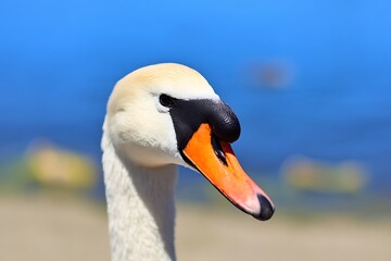 Obraz premium Elegant swan portrait against a blue background