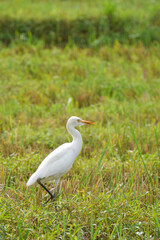 White Egret Standing in Green Wetland Field | Wildlife Bird Photography in Nature Habitat - National Bird Day